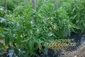 Rutgers Tomato Plants