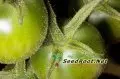 Green Cherry Sun Gold Tomatoes