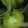 Small Green Rutgers Tomato
