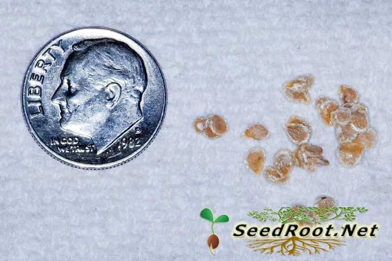 Rutgers Tomato Seeds
