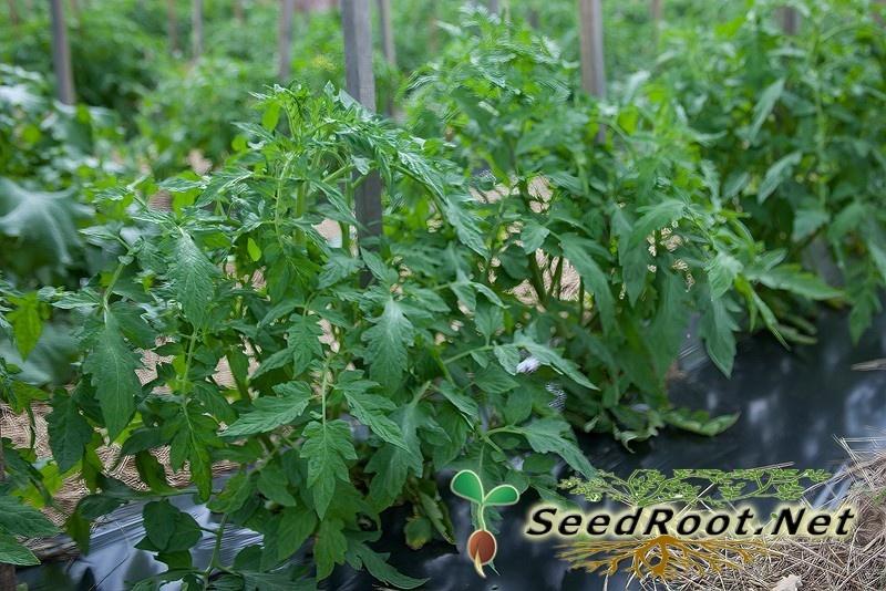 Rutgers Tomato Plants