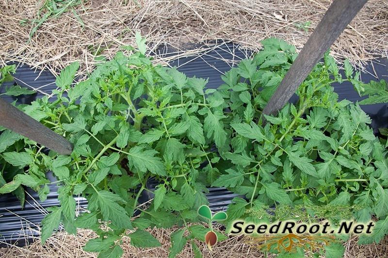Rutgers Tomatoes Plants