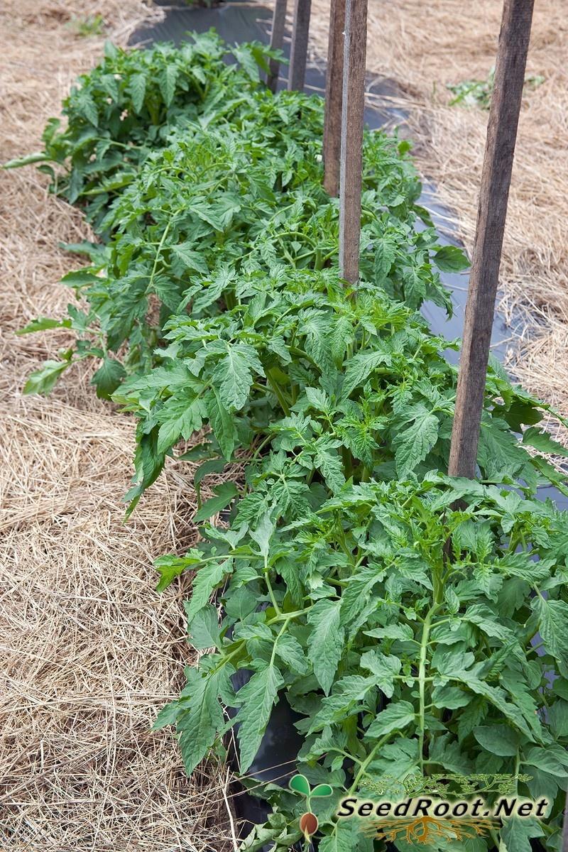 Rutgers Tomato Row