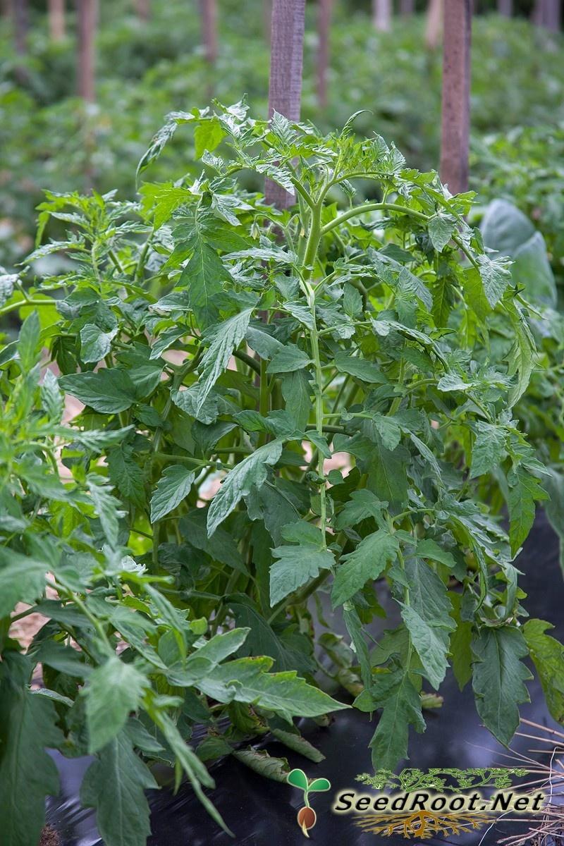 Rutgers Tomatoes