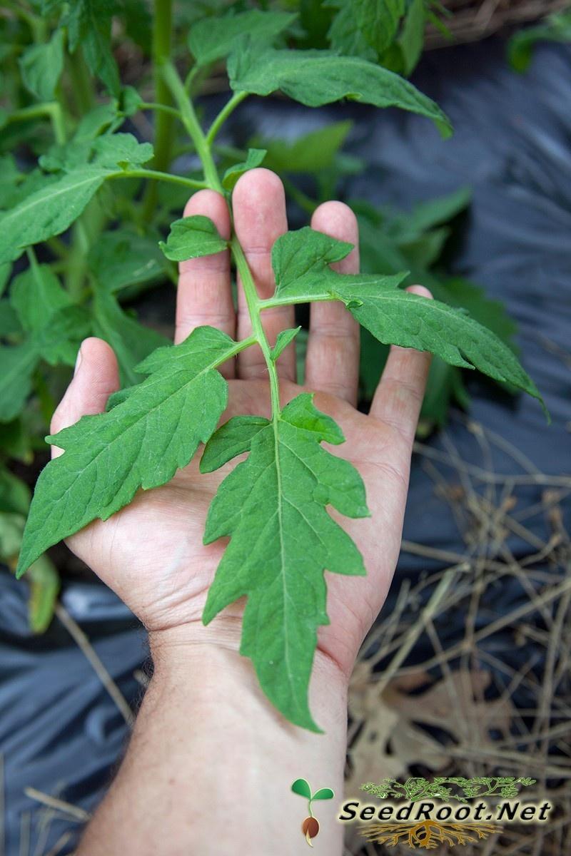 Rutgers Tomato Leaves