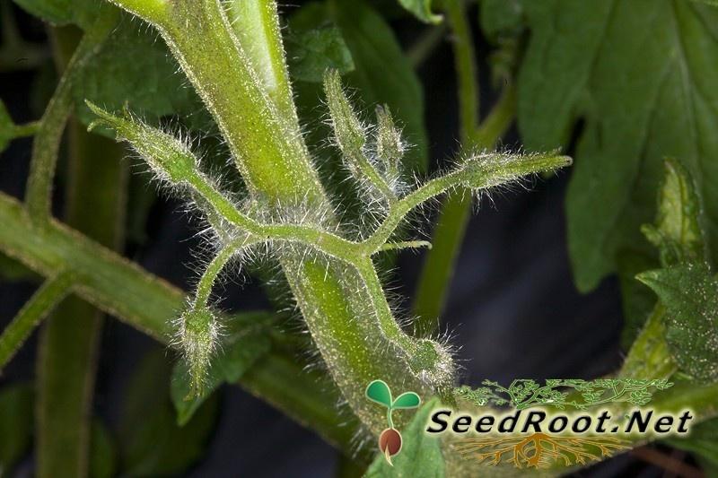 Rutgers Tomato Flower Buds