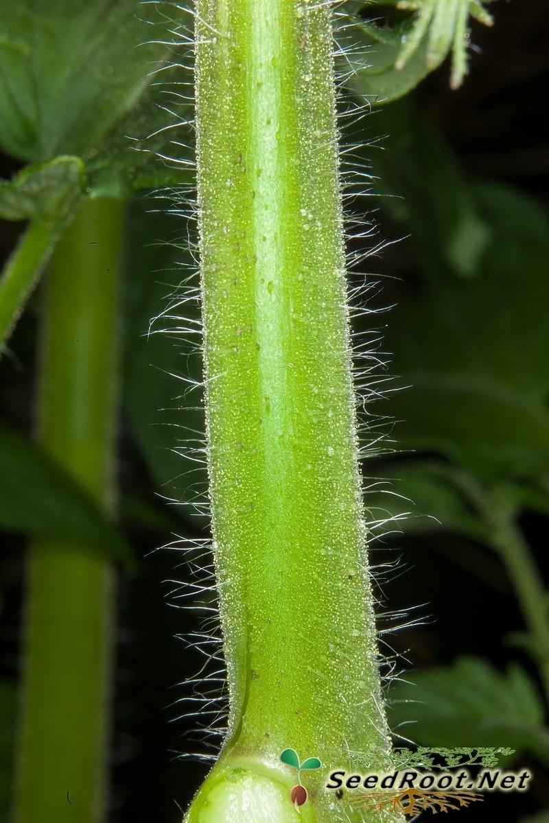 Rutgers Tomato Stem