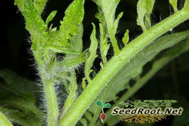Young Rutgers Tomato Leaf
