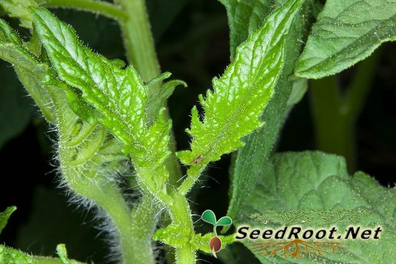 Young Rutgers Tomato Leaves