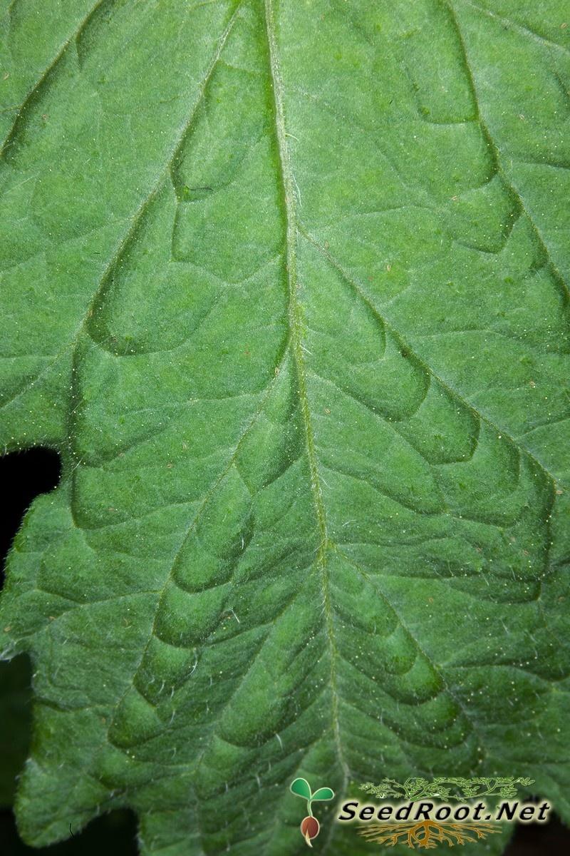 Rutgers Tomato Leaf