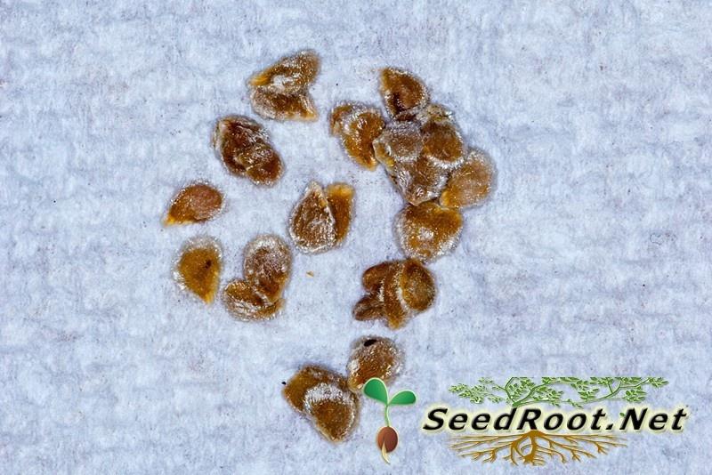 Rutgers Tomatoes Seed