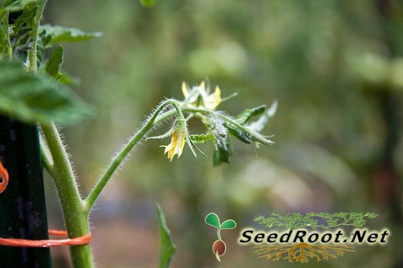 Rutgers Tomato Flowers
