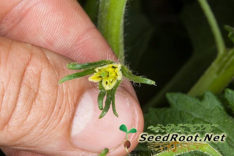 Rutgers Tomato Flower