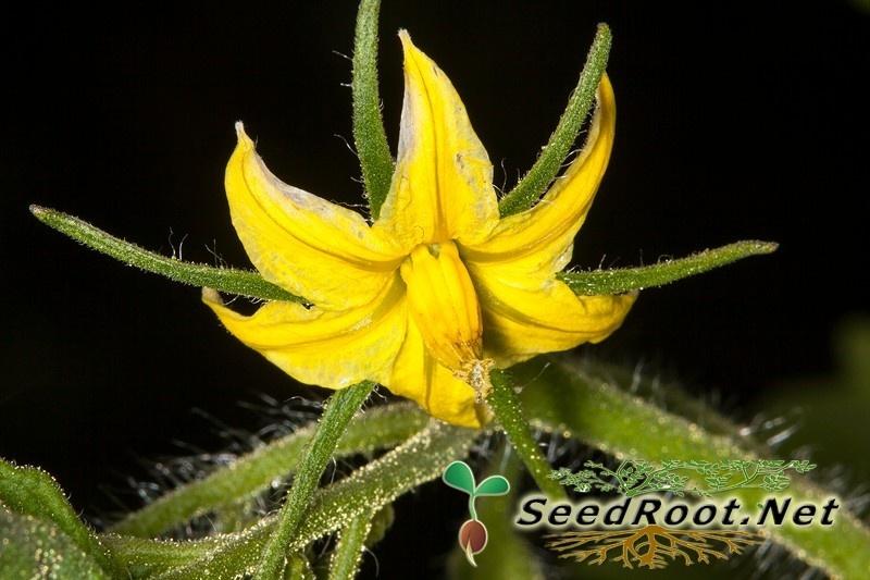 Rutgers Tomatoes Flower