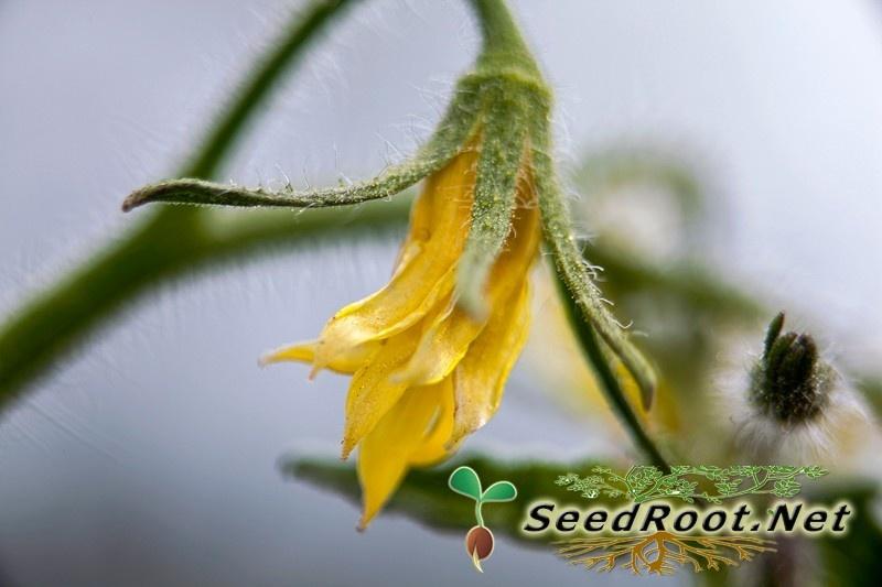 Rutgers Tomato Flower Bud
