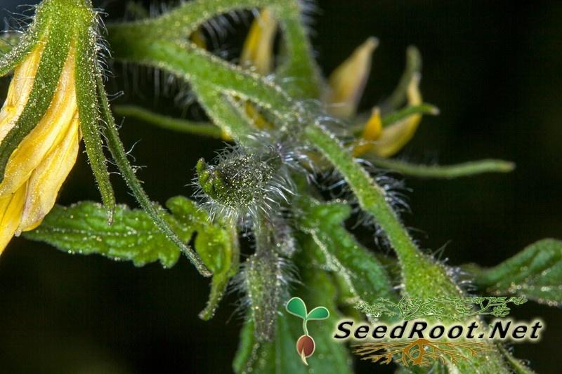 Closeup Rutgers Tomato Flower