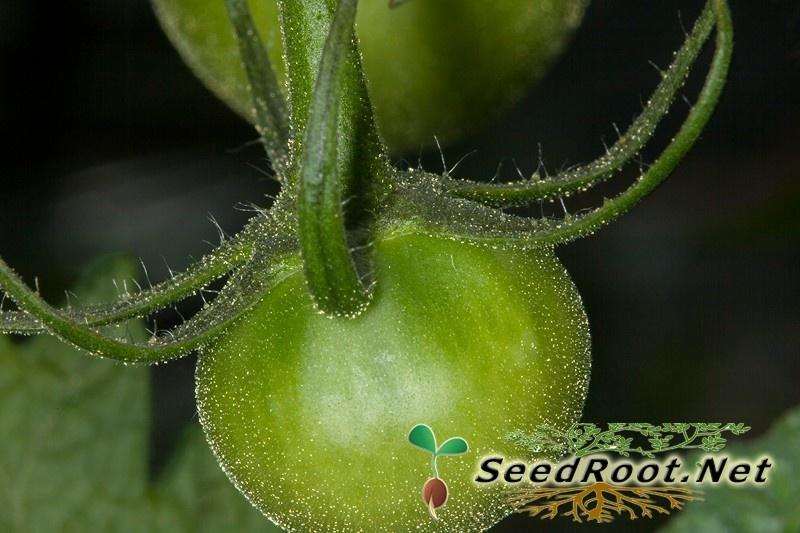 Small Green Rutgers Tomato