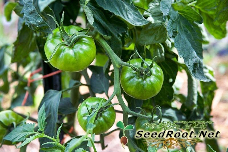 Green Rutgers Tomato