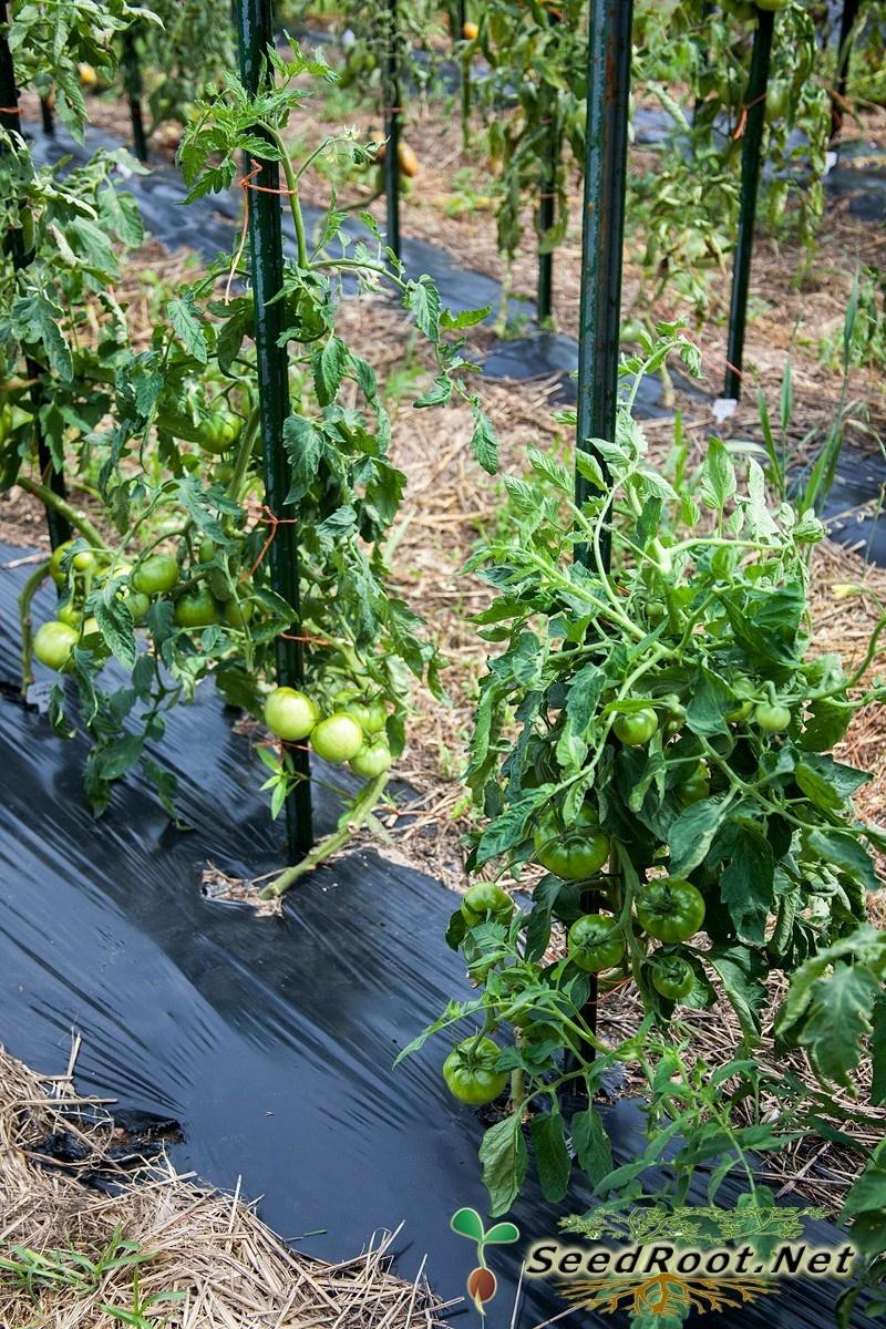 Staked Rutgers Tomato