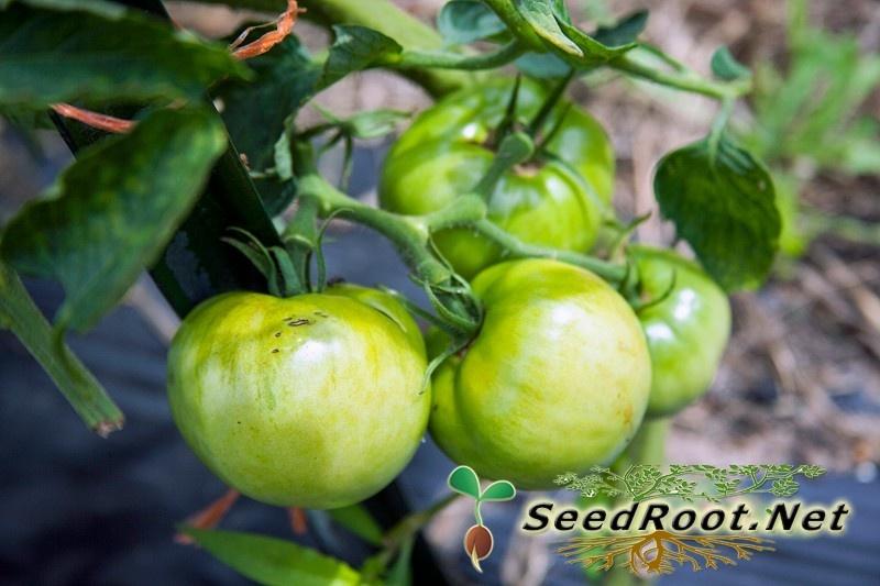 Green Rutgers Tomato Tomatoes