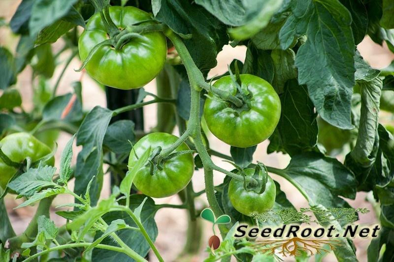 Rutgers Tomatoes on Vine