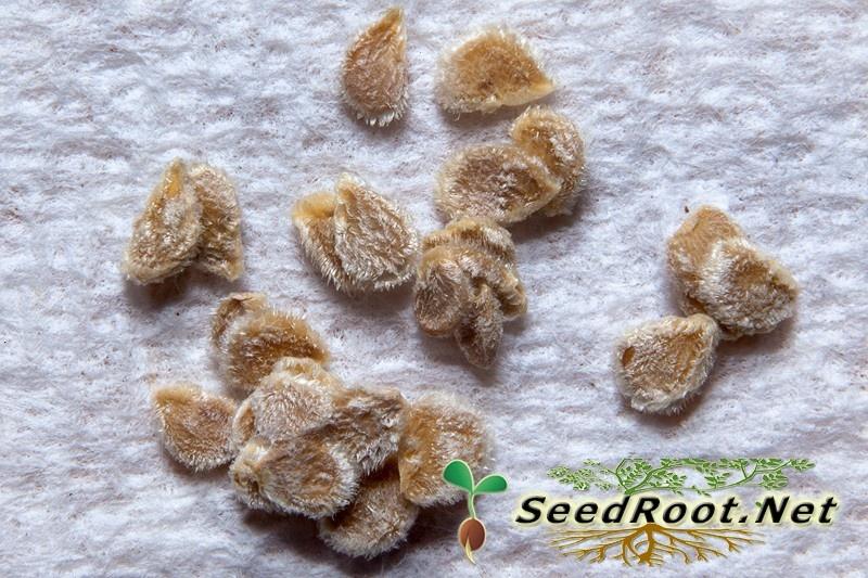 Tomato Seeds
