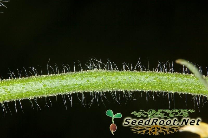 Closeup Rutgers Tomato Stem