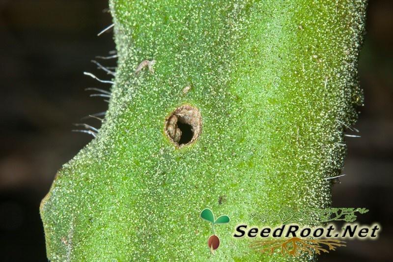 Stalk Borer Hole (Moth)
