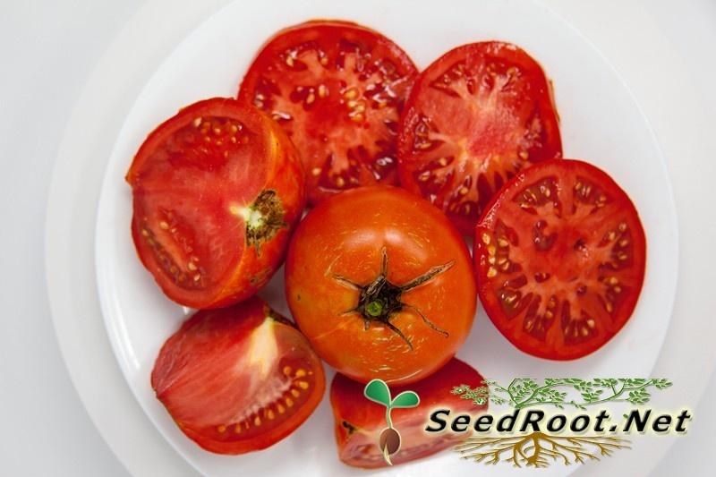 Ripe Rutgers Tomato