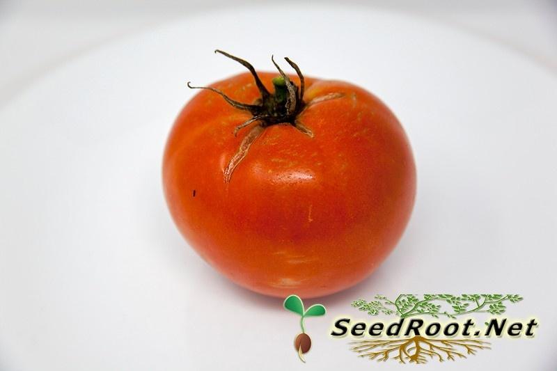 Rutgers Tomato