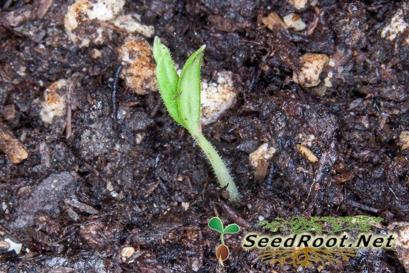 Rutgers Tomato Seedling