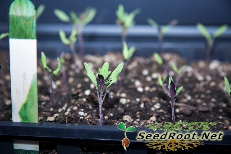 Rutgers Tomato Seedlings
