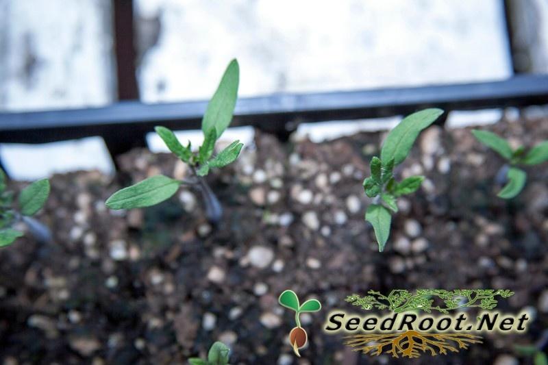 Rutgers Tomatoes Seedling