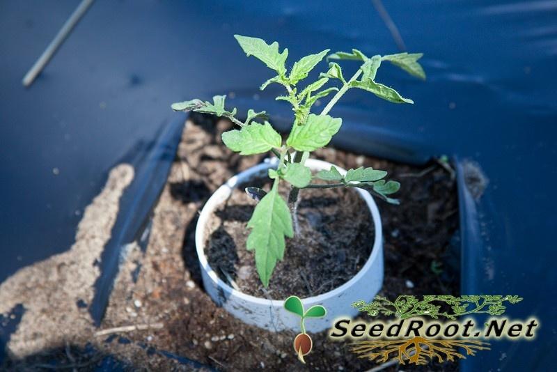 Rutgers Tomatoes Seedlings