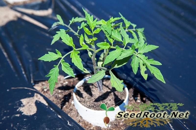 Rutgers Tomato Planting